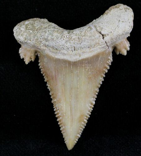 Beautiful Palaeocarcharodon Fossil Shark Tooth - #24491